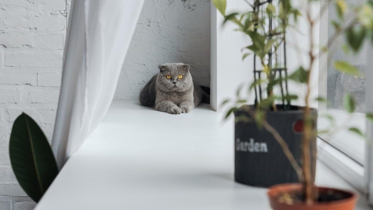 Что нельзя оставлять на подоконнике: народные приметы