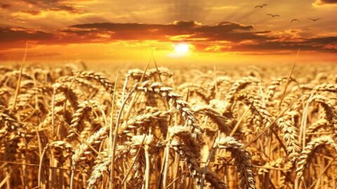 К чему снятся колосья