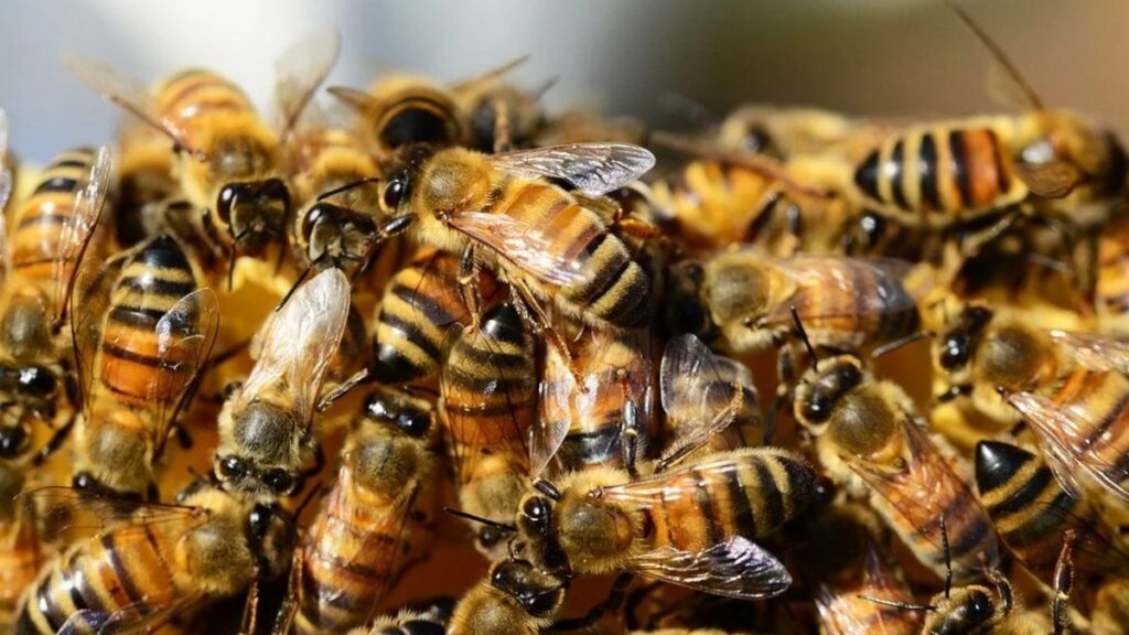 почему солнечные панели опасны для пчел