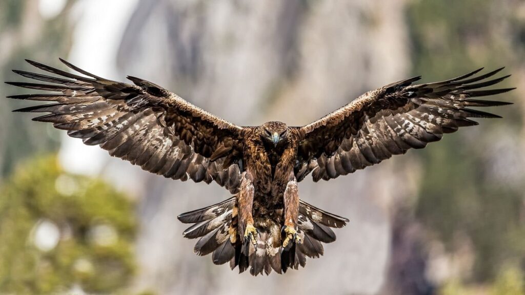 К чему снится беркут или сокол