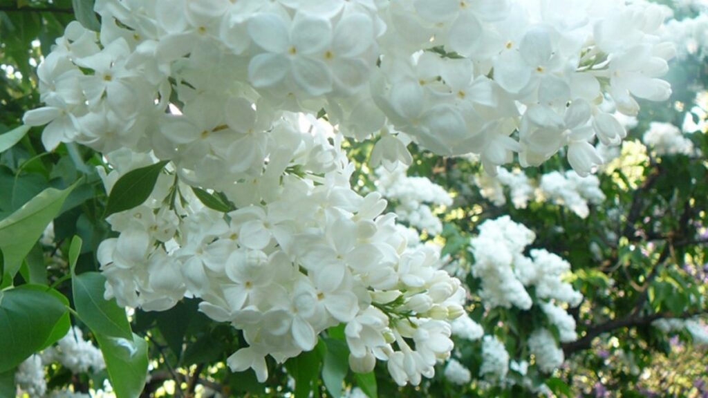 Почему нельзя приносить белую сирень в дом